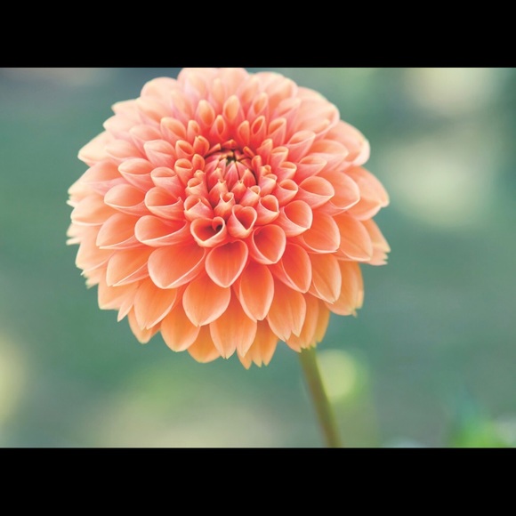 Meet your Posher, Kaylee - Picture 1 of 1